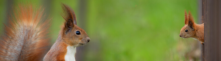 Red squirrel sitting on a tree, close-up. © CreativeSuburb