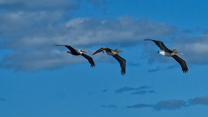 Three Brown Pelicans soaring in formation over South Florida