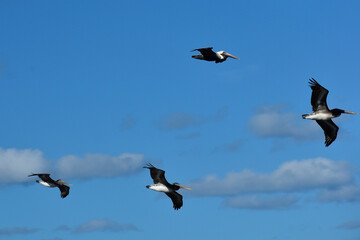 Four Brown Pelicans in formation over South Florida
