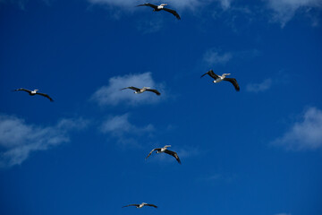 A flock of Brown Pelicans flying over South Florida