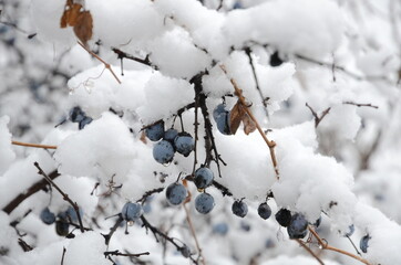 The winter landscape consists of a snow-covered blackthorn bush with berries.