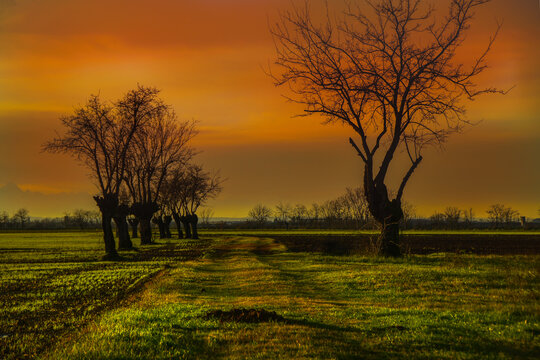 Gelsi al tramonto