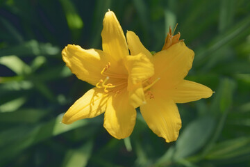 Fototapeta na wymiar Yellow lily flower front of the blurry dark green leaves.