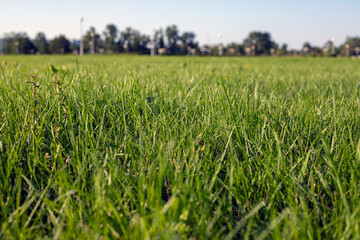 Bright summer green grass, on a sunny warm evening