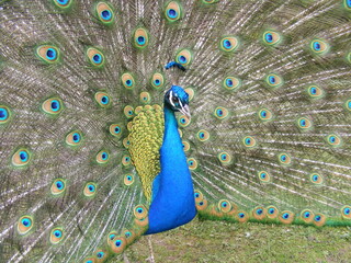 Obraz premium peacock with feathers out