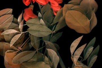 Laburnum branch decorative shrub nature background. Bright red flowers and green leaves on black...