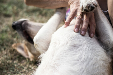 Hands of owner petting a dog.  The dog lies on his back while the owner caresses him