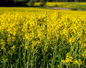 A large field is overgrown with surepka. Ripe rapeseed. A mature plant is photographed in close-up.