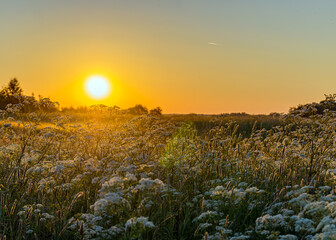 Obraz premium The bright sun rises above the horizon. The first rays of the sun illuminate the green grass. Sunrise.