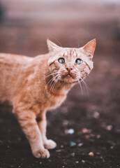 portrait of a cat
