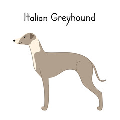 Cute dog Italian Greyhound breed isolated on white background. Vector hand drawn illustrationPrint. Vector illustration