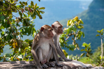 A couple of macaque monkey  on the road that goes up towards the Preah Vihear temple  