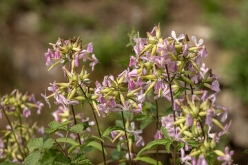 Flower of soapwort (Saponaria officinalis)