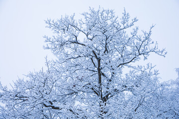 Snow-covered treetop in winter