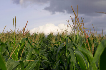 Obraz na płótnie Canvas corn field and cloudy sky