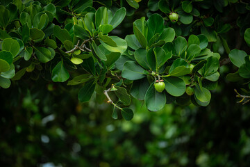 Tropical green jungles of Hawaii