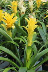 Obraz premium Bright yellow stalks on a Bromicade plant