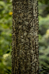 Tropical green jungles of Hawaii