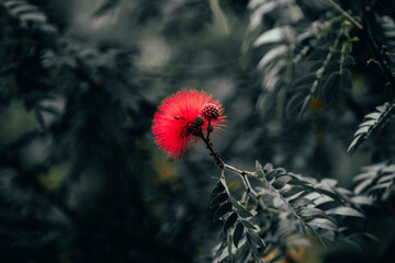 Tropical green jungles of Hawaii