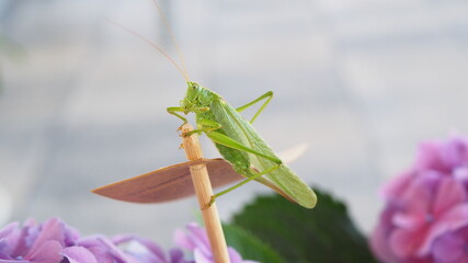 grasshopper on a flower - 476929787