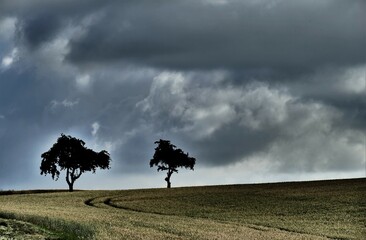 Zwei Bäume auf reifem Getreidefeld mit dunklen Wolken