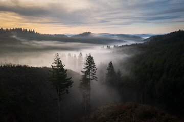 Foggy forest landscape in Oregon at sunrise