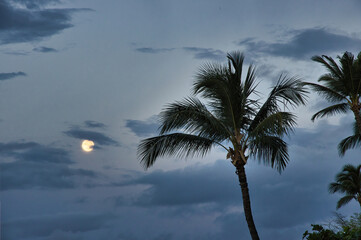 Close up palm tree with setting full moon.