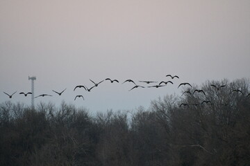 Obraz premium Geese Flying Over Trees