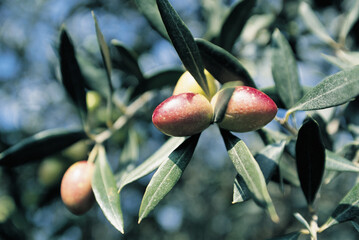 Olive tree with young fruits. High quality photo. Selective foot