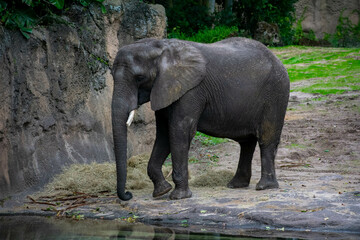 Fototapeta na wymiar elephant in the zoo