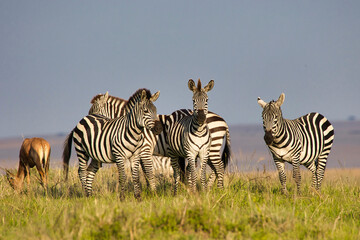 Fototapeta na wymiar Plains zebras, Equus quagga, in the Maasai Mara in Kenya