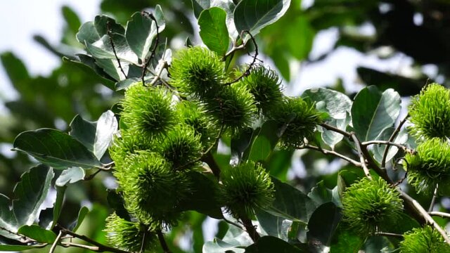 Rambutan (Nephelium lappaceum) with natural background. Rambutan is the exotic fruit from indonesia. Juicy and sweet. one of the cheapest fruit from Indonesia. word rambut meaning "hair".