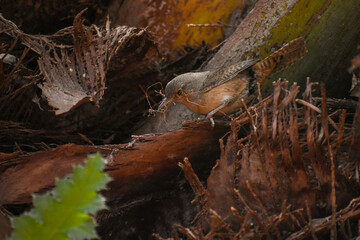 house wren, Troglodytes aedon, gathering nesting material