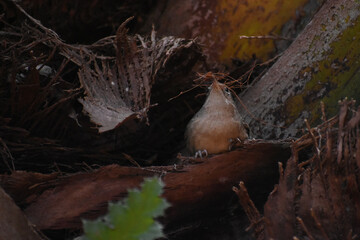 house wren, Troglodytes aedon, gathering nesting material