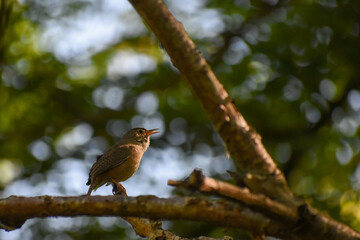 house wren, Troglodytes aedon, perched in a tree