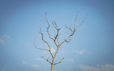 A tree without leafs does not mean it cannot stand out