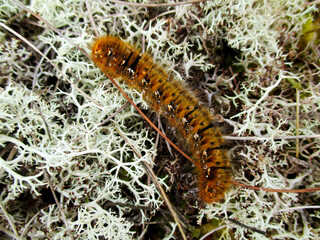 Northern eggar moth caterpillar, Ireland