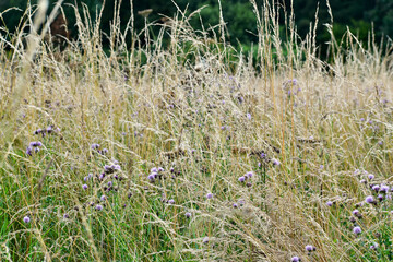 Creeping thistle flowers in blossom in the grass background, West Midlands, England, UK