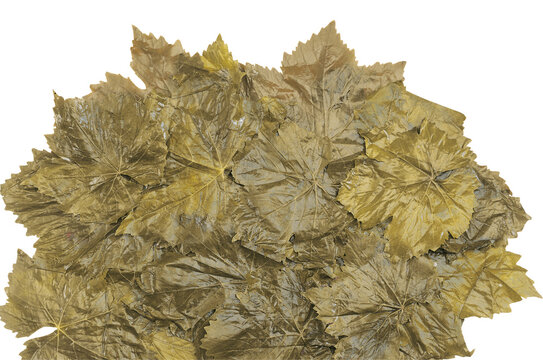 Process of making stuffed Graped leaves with olive oil, selective focus. It is called "Yaprak Sarma", or "Dolma", "Salamura Yaprak" in Turkish. It is prepared with ground beef, rice and tomato paste.