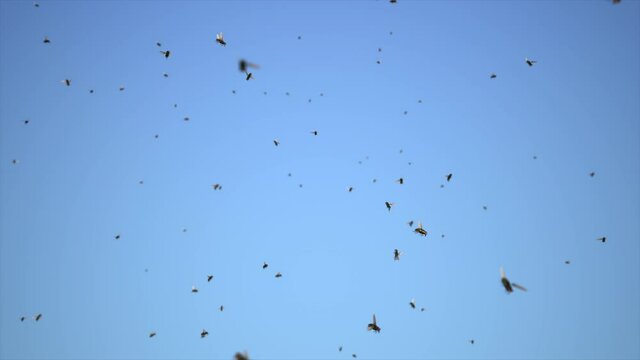 Flies swarming and buzzing. Fruit Flies Insects in the sky.