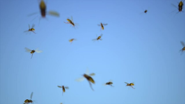 Wasps buzzing. Wasp Swarm in the sky.