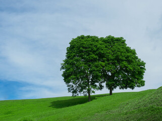 Couple trees on green grass in the hills with blue sky in the background.
