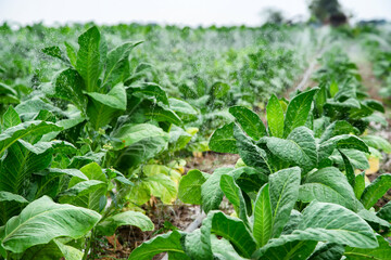 Asian gardeners grow tobacco.