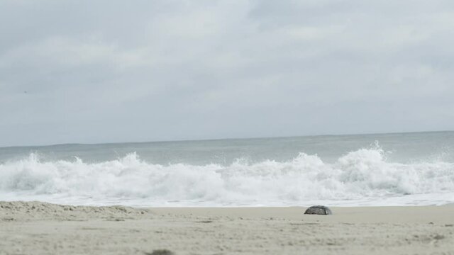 Lone horseshoe crab marine arthropod laying on beach intertidal zone shallow coastal waters on soft, sandy or muddy bottoms going back 480 million years in the fossil record