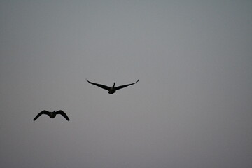 Two Geese Flying in a Gray Sky