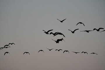 Flock of Geese in a Gray Sky