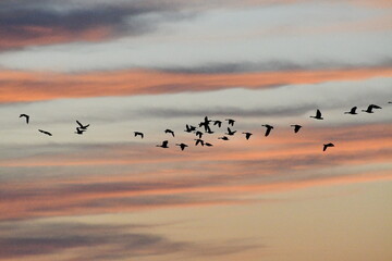 Geese Flying in a Sunset Sky