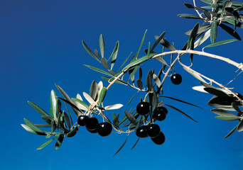 Olive tree with young fruits. High quality photo. Selective foot