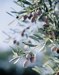 Olive tree with young fruits. High quality photo. Selective foot