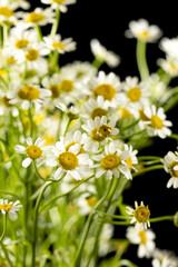 Chamomile with pretty little white flowers